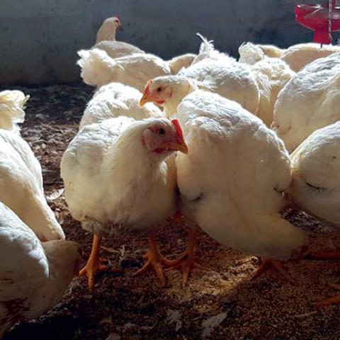 Pollo Doc | Azienda Agricola Streri dott. Alberto