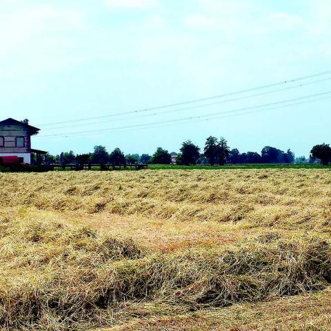  Fieniglio Doc | Azienda Agricola Streri dott. Alberto